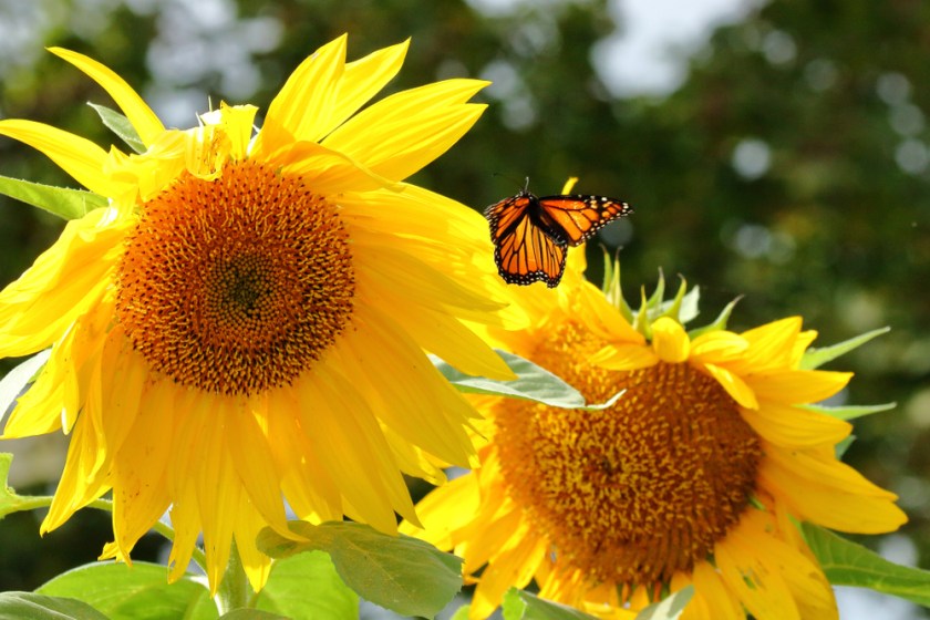 shutterstock_1126144433